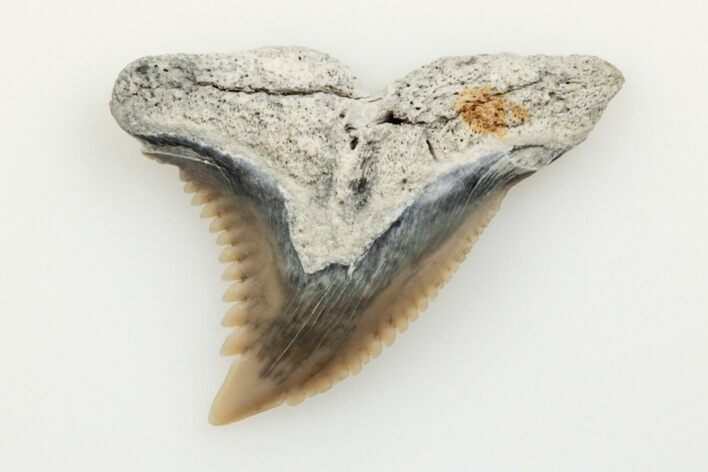 .9" Snaggletooth Shark (Hemipristis) Tooth - Aurora, NC